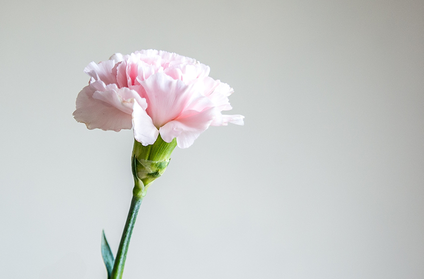 退職祝いに贈るお花。花言葉で正しい選び方をしよう。植物編もご紹介!