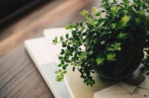 お父さんに贈りたい「癒しのグリーン」５選