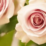 GROUND(グラウンド)が選ぶ 高品質なお花たち