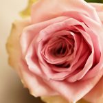お花屋さんからみたSDGsとは
