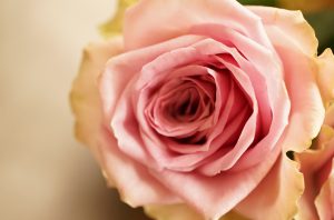 お花屋さんからみたSDGｓとは