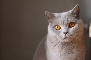 「猫好き」な女性が感激したユニーク退職祝い