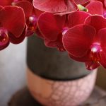 もらった花はどこに飾る?色で決めたい花を飾る場所