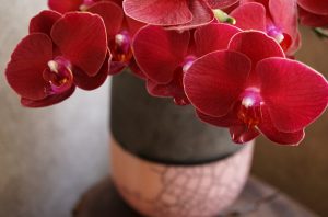 もらった花はどこに飾る？色で決めたい花を飾る場所