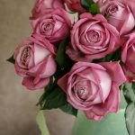 バラ(薔薇)の花言葉 一覧ガイド 本数と色で想いを伝えよう