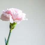 毎年カーネーションを贈っているけど、たまには珍しいギフトを選びたい。何がいい?