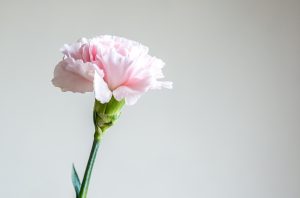 毎年カーネーションを贈っているけど、たまには珍しいギフトを選びたい。何がいい？