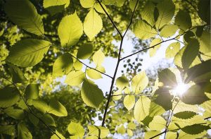【消毒・除菌の違いについて】アロマの抗菌作用を使ってさらに効果UP！作り方やおすすめの商品をご紹介
