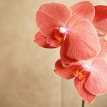 胡蝶蘭(コチョウラン)を検討中の方へ|開店祝いと花言葉の豆知識