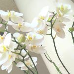 開店祝い、ほんとに相手が喜んでる?お店の雰囲気がわからなくても成功するギフト