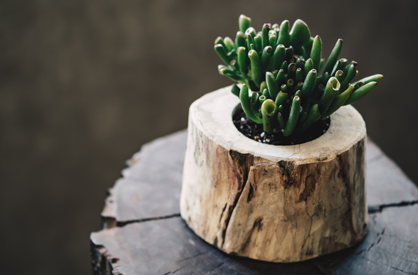 誕生日 鉢物 プレゼント