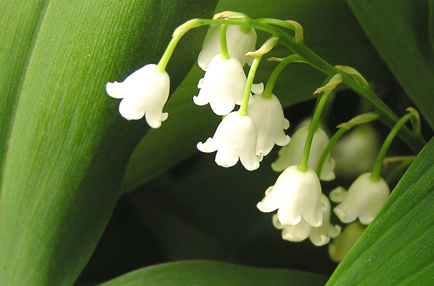 結婚祝い 祝電に贈りたい 花言葉が素敵なお花 おすすめギフト