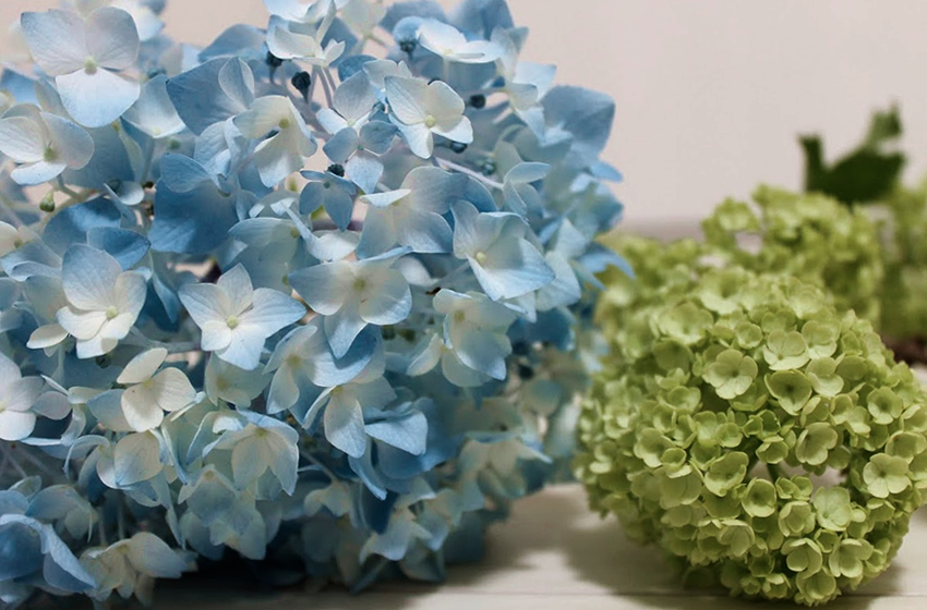 Column あじさいと眺める優しい雨 1