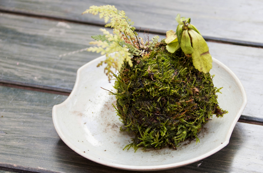父の日　グリーン　苔玉