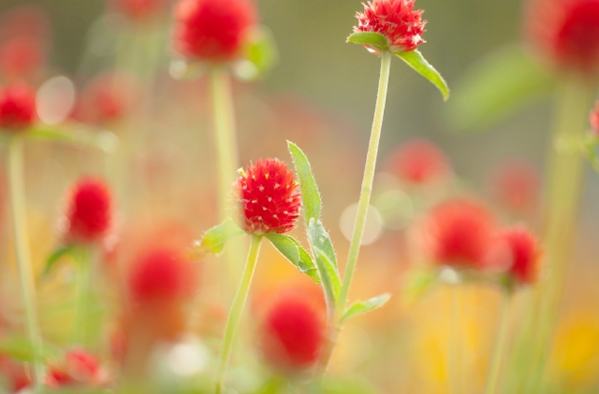 花かんむり　おすすめ　センニチコウ