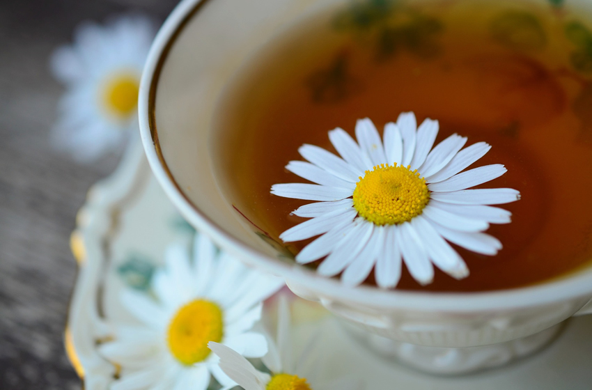 カモミール お母さん