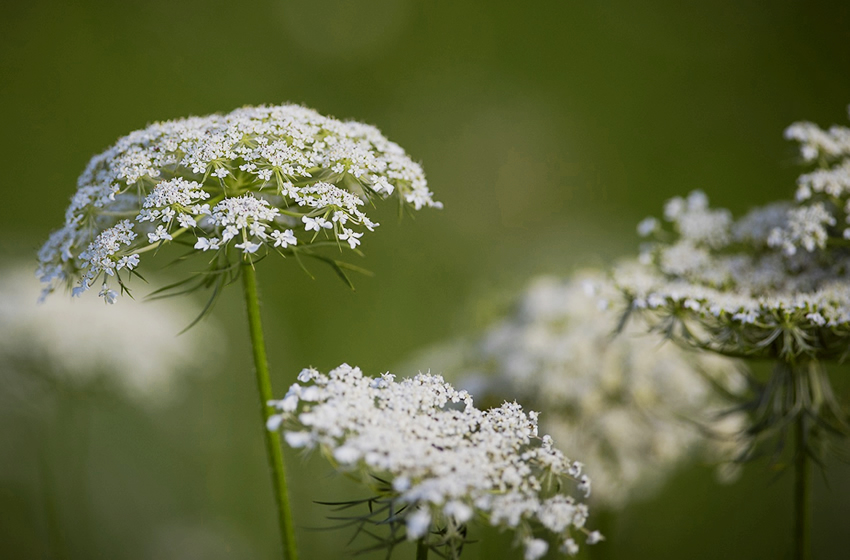ホワイトレースフラワー お母さん