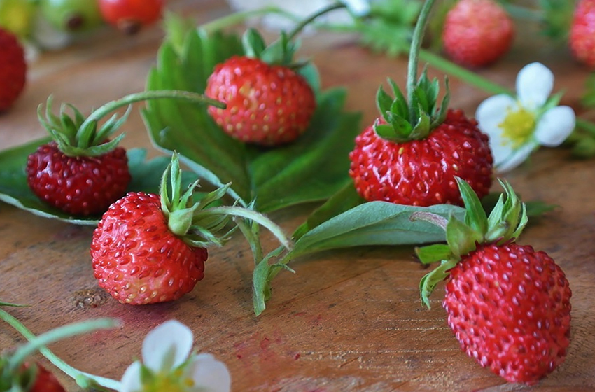 いちご お母さん