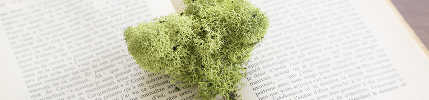 プリザ　モス　花の種類