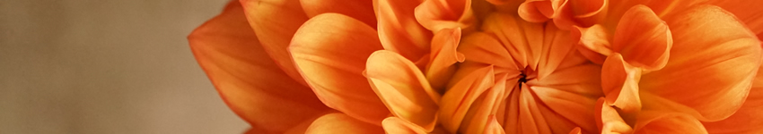 プリザーブドフラワー　オレンジ