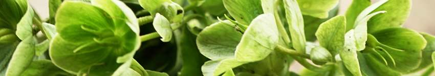 プリザーブドフラワー　グリーン　緑