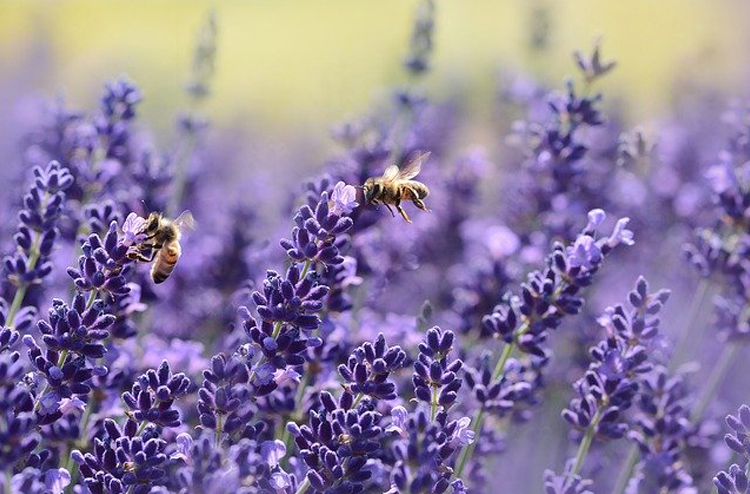 アロマで虫除け 精油おすすめ6選 作り方 虫刺され予防と刺された時の対処もご紹介