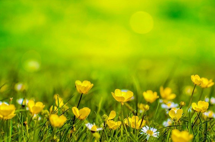 アロマで虫除け 精油おすすめ6選 作り方 虫刺され予防と刺された時の対処もご紹介 アロマで虫除け 精油おすすめ6選 作り方 虫刺され予防と刺された時の対処もご紹介
