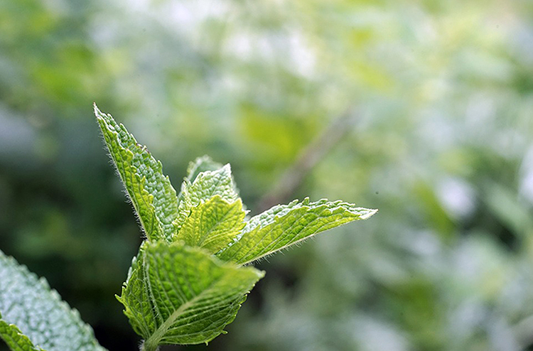 アロマで虫除け 精油おすすめ6選 作り方 虫刺され予防と刺された時の対処もご紹介 アロマで虫除け 精油おすすめ6選 作り方 虫刺され予防と刺された時の対処もご紹介